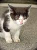 Neko (Kitten in Japanese)