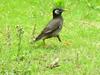 [Birds of Tokyo] Gray Starling