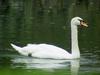 [Birds of Tokyo] Mute Swan