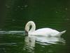 [Birds of Tokyo] Mute Swan