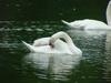 [Birds of Tokyo] Mute Swan