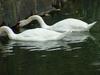 [Birds of Tokyo] Mute Swans