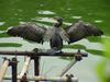 [Birds of Tokyo] Great Cormorant