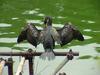 [Birds of Tokyo] Great Cormorant