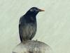 [Birds of Tokyo] Gray Starling