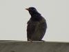 [Birds of Tokyo] Gray Starling