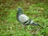 [Birds of Tokyo] Feral Pigeon