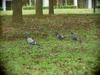[Birds of Tokyo] Feral Pigeons