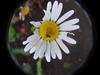 Hoverfly on flower [Tokyo]