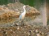 Little egret