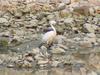 Little egret