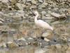 Little egret