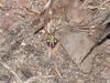 Larva of Far Eastern Green Stink Bug (Nezara antennata)