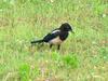 Black-billed Magpie on grass