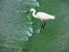 Little Egret