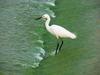 Little Egret