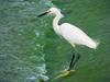 Little Egret  (Egretta garzetta)