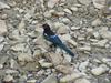 Black-billed Magpie  (Pica pica)