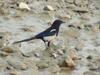 Black-billed Magpie  (Pica pica)