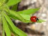 Seven-spotted Ladybug