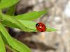 Seven-spotted Ladybug