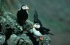 Horned Puffin Pair on Rocks