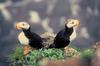 Horned Puffin Pair on Rocks