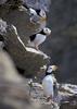 Horned Puffin