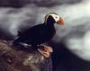 Tufted Puffin portrait