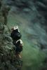 Tufted Puffin pair