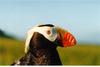 Tufted Puffin in hand