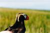 Tufted Puffin in hand