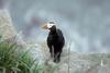 Tufted Puffin