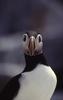 Atlantic Puffin (Fratercula arctica)