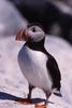 Atlantic Puffin (Fratercula arctica)