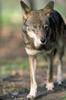 Red Wolf (Canis rufus)  - Alligator River National Wildlife Refuge