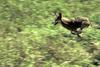 Red Wolf (Canis rufus)  - Alligator River National Wildlife Refuge