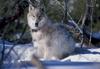 Gray Wolf (Canis lufus)  - Yellowstone National Park
