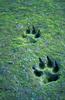 Gray Wolf  tracks in sand  - Innoko National Wildlife Refuge