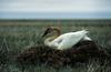Tundra Swan  on nest - Alaska