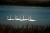 Tundra Swan (Cygnus columbianus)  flock