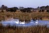 Tundra Swan (Cygnus columbianus)  flock