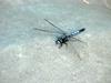 Dragonfly (Lyriothemis pachygastra - not sure)