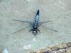 Dragonfly (Lyriothemis pachygastra - not sure)