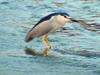 Blakc-crowned Night Heron