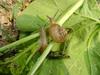 Korean Round Snails  at my family farm