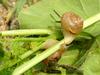 Korean Round Snails  at my family farm