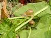 Korean Round Snails  at my family farm