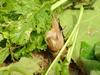 Korean Round Snails  at my family farm