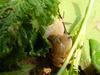 Korean Round Snails  at my family farm